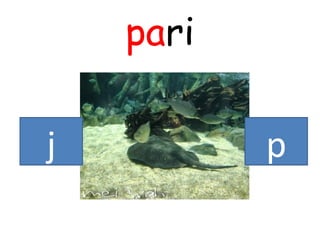 pari
j p
 