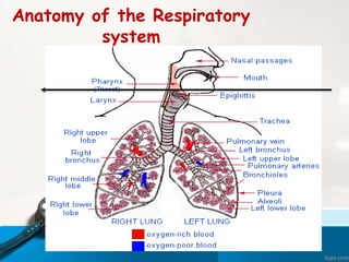 Anatomy of the Respiratory
system
 
