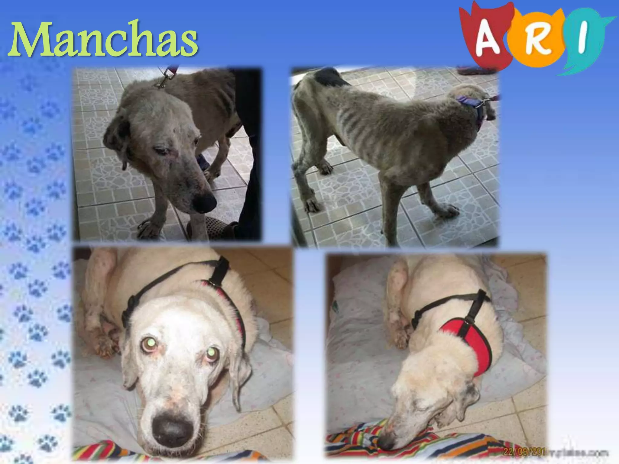 Manchas
 