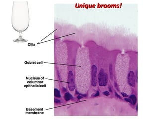 23
Unique brooms!Unique brooms!
 