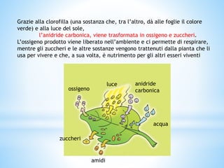 Grazie alla clorofilla (una sostanza che, tra l’altro, dà alle foglie il colore
verde) e alla luce del sole,
l’anidride carbonica, viene trasformata in ossigeno e zuccheri.
L’ossigeno prodotto viene liberato nell’ambiente e ci permette di respirare,
mentre gli zuccheri e le altre sostanze vengono trattenuti dalla pianta che li
usa per vivere e che, a sua volta, è nutrimento per gli altri esseri viventi
ossigeno
zuccheri
amidi
luce anidride
carbonica
acqua
 