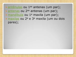  antênulas ou 1as antenas (um par);
 antenas ou 2as antenas (um par);
 mandíbula ou 1a maxila (um par);
 maxilas ou 2a e 3a maxila (um ou dois
pares);
 