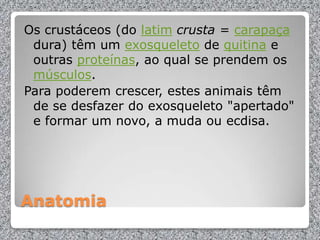 Anatomia
Os crustáceos (do latim crusta = carapaça
dura) têm um exosqueleto de quitina e
outras proteínas, ao qual se prendem os
músculos.
Para poderem crescer, estes animais têm
de se desfazer do exosqueleto "apertado"
e formar um novo, a muda ou ecdisa.
 