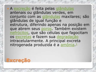 Excreção
 A excreção é feita pelas glândulas
antenais ou glândulas verdes, em
conjunto com as glândulas maxilares; são
glândulas de igual função e
estrutura, diferindo apenas na posição em
que abrem seus poros. Também existem
nefrócitos, que são células que fagocitam
os excretas e fazem sua degradação
intracelularmente. A principal excreta
nitrogenada produzida é a amônia.1
 