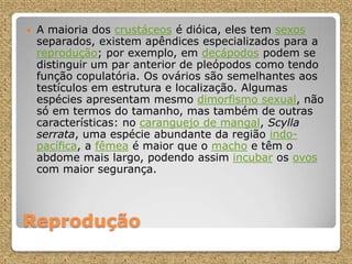 Reprodução
 A maioria dos crustáceos é dióica, eles tem sexos
separados, existem apêndices especializados para a
reprodução; por exemplo, em decápodos podem se
distinguir um par anterior de pleópodos como tendo
função copulatória. Os ovários são semelhantes aos
testículos em estrutura e localização. Algumas
espécies apresentam mesmo dimorfismo sexual, não
só em termos do tamanho, mas também de outras
características: no caranguejo de mangal, Scylla
serrata, uma espécie abundante da região indo-
pacífica, a fêmea é maior que o macho e têm o
abdome mais largo, podendo assim incubar os ovos
com maior segurança.
 