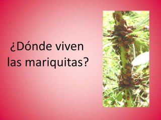 ¿Que animales se comen a las mariquitas?