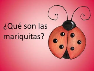 ¿Qué son las mariquitas?