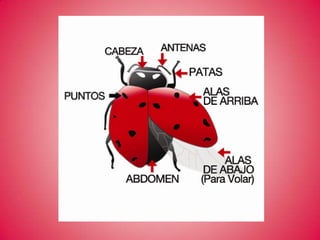 ¿Qué forma tienen?