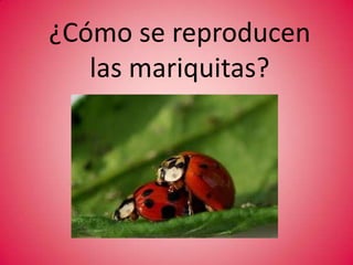 Los Colores de las mariquitas