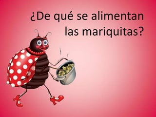 ¿Cómo se reproducen las mariquitas?