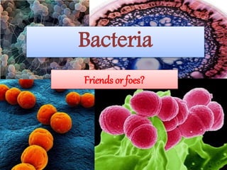 Bacteria
Friends or foes?
 