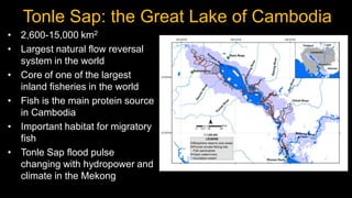 Tonle Sap: the Great Lake of Cambodia
• 2,600-15,000 km2
• Largest natural flow reversal
  system in the world
• Core of o...