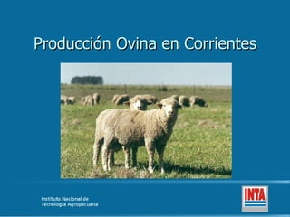 Producción Ovina en Corrientes 