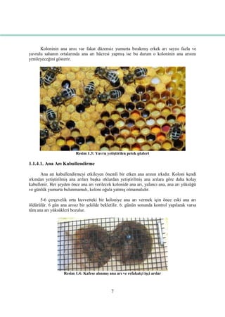 7
Koloninin ana arısı var fakat düzensiz yumurta bırakmıĢ erkek arı sayısı fazla ve
yavrulu sahanın ortalarında ana arı hücresi yapmıĢ ise bu durum o koloninin ana arısını
yenileyeceğini gösterir.
Resim 1.3: Yavru yetiĢtirilen petek gözleri
1.1.4.1. Ana Arı Kabullendirme
Ana arı kabullendirmeyi etkileyen önemli bir etken ana arının ırkıdır. Koloni kendi
ırkından yetiĢtirilmiĢ ana arıları baĢka ırklardan yetiĢtirilmiĢ ana arılara göre daha kolay
kabullenir. Her Ģeyden önce ana arı verilecek kolonide ana arı, yalancı ana, ana arı yüksüğü
ve günlük yumurta bulunmamalı, koloni oğula yatmıĢ olmamalıdır.
5-6 çerçevelik orta kuvvetteki bir koloniye ana arı vermek için önce eski ana arı
öldürülür. 6 gün ana arısız bir Ģekilde bekletilir. 6. günün sonunda kontrol yapılarak varsa
tüm ana arı yüksükleri bozulur.
Resim 1.4: Kafese alınmıĢ ana arı ve refakatçi iĢçi arılar
 