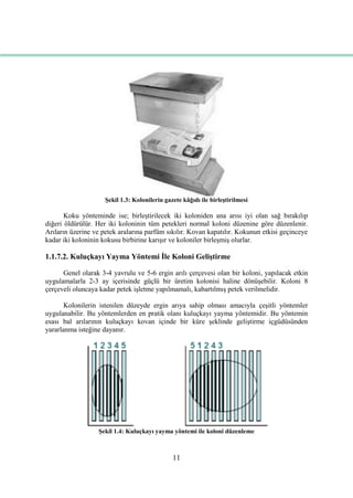 11
ġekil 1.3: Kolonilerin gazete kâğıdı ile birleĢtirilmesi
Koku yönteminde ise; birleĢtirilecek iki koloniden ana arısı iyi olan sağ bırakılıp
diğeri öldürülür. Her iki koloninin tüm petekleri normal koloni düzenine göre düzenlenir.
Arıların üzerine ve petek aralarına parfüm sıkılır. Kovan kapatılır. Kokunun etkisi geçinceye
kadar iki koloninin kokusu birbirine karıĢır ve koloniler birleĢmiĢ olurlar.
1.1.7.2. Kuluçkayı Yayma Yöntemi Ġle Koloni GeliĢtirme
Genel olarak 3-4 yavrulu ve 5-6 ergin arılı çerçevesi olan bir koloni, yapılacak etkin
uygulamalarla 2-3 ay içerisinde güçlü bir üretim kolonisi haline dönüĢebilir. Koloni 8
çerçeveli oluncaya kadar petek iĢletme yapılmamalı, kabartılmıĢ petek verilmelidir.
Kolonilerin istenilen düzeyde ergin arıya sahip olması amacıyla çeĢitli yöntemler
uygulanabilir. Bu yöntemlerden en pratik olanı kuluçkayı yayma yöntemidir. Bu yöntemin
esası bal arılarının kuluçkayı kovan içinde bir küre Ģeklinde geliĢtirme içgüdüsünden
yararlanma isteğine dayanır.
ġekil 1.4: Kuluçkayı yayma yöntemi ile koloni düzenleme
 