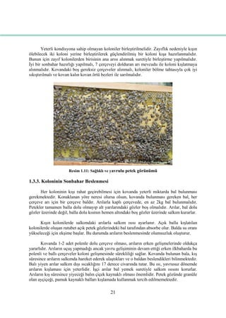 21
Yeterli kondisyona sahip olmayan koloniler birleĢtirilmelidir. Zayıflık nedeniyle kıĢın
ölebilecek iki koloni yerine birleĢtirilerek güçlendirilmiĢ bir koloni kıĢa hazırlanmalıdır.
Bunun için zayıf kolonilerden birisinin ana arısı alınmak suretiyle birleĢtirme yapılmalıdır.
Ġyi bir sonbahar hazırlığı yapılmalı, 7 çerçeveyi dolduran arı mevcudu ile koloni kıĢlatmaya
alınmalıdır. Kovandaki boĢ gereksiz çerçeveler alınmalı, koloniler bölme tahtasıyla çok iyi
sıkıĢtırılmalı ve kovan kalın kovan örtü bezleri ile sarılmalıdır.
Resim 1.11: Sağlıklı ve yavrulu petek görünümü
1.3.3. Koloninin Sonbahar Beslenmesi
Her koloninin kıĢı rahat geçirebilmesi için kovanda yeterli miktarda bal bulunması
gerekmektedir. Konaklanan yöre neresi olursa olsun, kovanda bulunması gereken bal, her
çerçeve arı için bir çerçeve baldır. Arılarla kaplı çerçevede, en az 2kg bal bulunmalıdır.
Petekler tamamen balla dolu olmayıp alt yarılarındaki gözler boĢ olmalıdır. Arılar, bal dolu
gözler üzerinde değil, balla dolu kısmın hemen altındaki boĢ gözler üzerinde salkım kurarlar.
KıĢın kolonilerde salkımdaki arılarla salkım ısısı ayarlanır. Açık balla kıĢlatılan
kolonilerde oluĢan rutubet açık petek gözlerindeki bal tarafından absorbe olur. Balda su oranı
yükseleceği için ekĢime baĢlar. Bu durumda arıların beslenmesinde olumsuzluk oluĢturur.
Kovanda 1-2 adet polenle dolu çerçeve olması, arıların erken geliĢmelerinde oldukça
yararlıdır. Arıların uçuĢ yapmadığı ancak yavru geliĢiminin devam ettiği erken ilkbaharda bu
polenli ve ballı çerçeveler koloni geliĢmesinde sürekliliği sağlar. Kovanda bulunan bala, kıĢ
süresince arıların salkımda hareket ederek ulaĢtıkları ve o baldan beslendikleri bilinmektedir.
Balı yiyen arılar salkım dıĢı sıcaklığını 17 derece civarında tutar. Bu ısı, yavrusuz dönemde
arıların kıĢlaması için yeterlidir. ĠĢçi arılar bal yemek suretiyle salkım ısısını korurlar.
Arıların kıĢ süresince yiyeceği balın çiçek kaynaklı olması önemlidir. Petek gözünde granüle
olan ayçiçeği, pamuk kaynaklı balları kıĢlamada kullanmak tercih edilmemektedir.
 