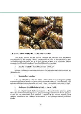 40
Resim 3.1: Ana arı
3.3. Ana Arının Kalitesini Etkileyen Faktörler
Aynı arılıkta bulunan ve aynı ırka ait koloniler eĢit koĢullarda aynı performansı
göstermeyebilirler. Bu durumda verimsiz olan koloniler herhangi bir hastalık taĢımıyorlarsa
verimsizliğin nedeni doğrudan ana arı ile ilgili olup ana arı yaĢlı ya da kalitesizdir. Kaliteli
ana arı yetiĢtirebilmek için aĢağıdaki hususlara dikkat edilmesi gerekir.
 Ana Arı YetiĢtirilen Damızlık Koloninin Özellikleri
Ġstenilen karakterler bakımından üstün özelliklere sahip damızlık kolonilerden ana arı
yetiĢtirilmelidir.
 AĢılanan Larvanın YaĢı
Larva yaĢı arttıkça elde edilen ana arıların kalitesinde düĢme olur. Bir günlük yaĢtaki
larvalardan yetiĢtirilen ana arılar istenilen özelliklere sahip olmaktadır. 24 saatten daha yaĢlı
larvaların transfer edilmesi durumunda ana arının kalitesi yanında larva kabul oranı da düĢer.
 BaĢlatıcı ve Bitirici Kolonilerin Ergin ve Yavru Varlığı
Ana arı yetiĢtiriciliğinde kullanılan baĢlatıcı ve bitirici koloniler yeterince güçlü
olmalı, bol miktarda arı sütü salgılayacak genç iĢçi arı ve polen içermelidir. Polen, genç iĢçi
arıların arı sütü üretebilmesi için gereklidir. YetiĢtirilecek ana arılarda besleme etkin
yapıldığı zaman kalite artar. Besleyici arıların nitelik ve niceliğinin yüksek düzeyde olması
gerekir.
 