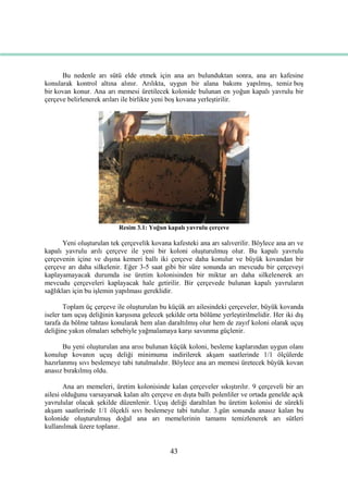 43
Bu nedenle arı sütü elde etmek için ana arı bulunduktan sonra, ana arı kafesine
konularak kontrol altına alınır. Arılıkta, uygun bir alana bakımı yapılmıĢ, temiz boĢ
bir kovan konur. Ana arı memesi üretilecek kolonide bulunan en yoğun kapalı yavrulu bir
çerçeve belirlenerek arıları ile birlikte yeni boĢ kovana yerleĢtirilir.
Resim 3.1: Yoğun kapalı yavrulu çerçeve
Yeni oluĢturulan tek çerçevelik kovana kafesteki ana arı salıverilir. Böylece ana arı ve
kapalı yavrulu arılı çerçeve ile yeni bir koloni oluĢturulmuĢ olur. Bu kapalı yavrulu
çerçevenin içine ve dıĢına kemeri ballı iki çerçeve daha konulur ve büyük kovandan bir
çerçeve arı daha silkelenir. Eğer 3-5 saat gibi bir süre sonunda arı mevcudu bir çerçeveyi
kaplayamayacak durumda ise üretim kolonisinden bir miktar arı daha silkelenerek arı
mevcudu çerçeveleri kaplayacak hale getirilir. Bir çerçevede bulunan kapalı yavruların
sağlıkları için bu iĢlemin yapılması gereklidir.
Toplam üç çerçeve ile oluĢturulan bu küçük arı ailesindeki çerçeveler, büyük kovanda
iseler tam uçuĢ deliğinin karĢısına gelecek Ģekilde orta bölüme yerleĢtirilmelidir. Her iki dıĢ
tarafa da bölme tahtası konularak hem alan daraltılmıĢ olur hem de zayıf koloni olarak uçuĢ
deliğine yakın olmaları sebebiyle yağmalamaya karĢı savunma güçlenir.
Bu yeni oluĢturulan ana arısı bulunan küçük koloni, besleme kaplarından uygun olanı
konulup kovanın uçuĢ deliği minimuma indirilerek akĢam saatlerinde 1/1 ölçülerde
hazırlanmıĢ sıvı beslemeye tabi tutulmalıdır. Böylece ana arı memesi üretecek büyük kovan
anasız bırakılmıĢ oldu.
Ana arı memeleri, üretim kolonisinde kalan çerçeveler sıkıĢtırılır. 9 çerçeveli bir arı
ailesi olduğunu varsayarsak kalan altı çerçeve en dıĢta ballı polenliler ve ortada genelde açık
yavrulular olacak Ģekilde düzenlenir. UçuĢ deliği daraltılan bu üretim kolonisi de sürekli
akĢam saatlerinde 1/1 ölçekli sıvı beslemeye tabi tutulur. 3.gün sonunda anasız kalan bu
kolonide oluĢturulmuĢ doğal ana arı memelerinin tamamı temizlenerek arı sütleri
kullanılmak üzere toplanır.
 