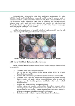 87
Oxytetracycline, erythromycin veya diğer antibiyotik uygulamaları ile tedavi
edilebilir. Ancak, antibiyotik kullanımı konusunda mutlak surette bir uzmanın görüĢ ve
önerileri alınmalıdır. Çünkü antibiyotikler belli aralıklarla, belli dozlarda ve belli bir süre
için kullanılması gereken maddelerdir. Aksi halde arı kolonisine, aile bütçesine ve balın
kalitesine zarar verilir. Antibiyotik verilen kovanın balı uzun bir süre tüketilmemelidir.
Örneğin bu sürenin oxytetracycline grubu için en az sekiz hafta olmasına karĢın diğer
antibiyotik grupları için bir yıla kadar çıkabilir.
Arılıkta kullanılan donanım ve hastalıklı kolonilerin boĢ kovanları 50l suya 1kg soda
veya 1/1'lik amonyum klorideriyiği ile dezenfekte edilmelidir.
Resim 5.3: Avrupa yavru çürüklüğünde hastalıklı açık yavrudaki renk değiĢimi
5.2.4. Yavru Çürüklüğü Hastalıklarından Korunma
Gerek Amerikan Yavru Çürüklüğü gerekse Avrupa Yavru Çürüklüğü hastalıklarından
korunmak için:
 Arılık her zaman temiz ve düzenli olmalıdır.
 Arı ve ana arı satın alırken alımlar, sağlık belgesi veren ve güvenilir
kurumlardan yapılmalıdır.
 Ġkinci el alet, donanım alındığında bunlar dezenfekte ve sterilize edilmelidir.
 Amerikan yavru çürüklüğü hastalığının bulaĢmasını ve yayılmasını sağlayan
bakteri sporları bal içinde yıllarca yaĢayabildiğinden arılar kaynağı belli
olmayan ya da hastalık geçirmiĢ arılıklardan elde edilen ballarla
beslenmemelidir.
 Kaynağı belli olmayan oğullar arılığa alınmamalıdır.
 Arılıkta yağmacılığa meydan verilmemelidir. Kovanların yerleĢme düzeni
arıların yanlıĢ kovanlara girmelerini önleyecek Ģekilde olmalıdır. Bunun için
kovanların uçuĢ delikleri farklı yönlere bakmalı ve kovanlar arası mesafe 1-2
m'den az olmamalıdır. Mümkünse bu mesafe artırılmalıdır.
 Koloniler arasında petek alıĢ veriĢi yapılırken dikkatli davranılmalıdır.
 