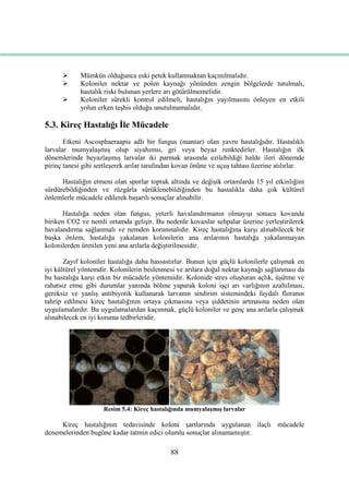 88
 Mümkün olduğunca eski petek kullanmaktan kaçınılmalıdır.
 Koloniler nektar ve polen kaynağı yönünden zengin bölgelerde tutulmalı,
hastalık riski bulunan yerlere arı götürülmemelidir.
 Koloniler sürekli kontrol edilmeli, hastalığın yayılmasını önleyen en etkili
yolun erken teĢhis olduğu unutulmamalıdır.
5.3. Kireç Hastalığı Ġle Mücadele
Etkeni Ascosphaeraapis adlı bir fungus (mantar) olan yavru hastalığıdır. Hastalıklı
larvalar mumyalaĢmıĢ olup siyahımsı, gri veya beyaz renktedirler. Hastalığın ilk
dönemlerinde beyazlaĢmıĢ larvalar iki parmak arasında ezilebildiği halde ileri dönemde
pirinç tanesi gibi sertleĢerek arılar tarafından kovan önüne ve uçuĢ tahtası üzerine atılırlar.
Hastalığın etmeni olan sporlar toprak altında ve değiĢik ortamlarda 15 yıl etkinliğini
sürdürebildiğinden ve rüzgârla sürüklenebildiğinden bu hastalıkla daha çok kültürel
önlemlerle mücadele edilerek baĢarılı sonuçlar alınabilir.
Hastalığa neden olan fungus, yeterli havalandırmanın olmayıĢı sonucu kovanda
biriken CO2 ve nemli ortamda geliĢir. Bu nedenle kovanlar sehpalar üzerine yerleĢtirilerek
havalandırma sağlanmalı ve nemden korunmalıdır. Kireç hastalığına karĢı alınabilecek bir
baĢka önlem, hastalığa yakalanan kolonilerin ana arılarının hastalığa yakalanmayan
kolonilerden üretilen yeni ana arılarla değiĢtirilmesidir.
Zayıf koloniler hastalığa daha hassastırlar. Bunun için güçlü kolonilerle çalıĢmak en
iyi kültürel yöntemdir. Kolonilerin beslenmesi ve arılara doğal nektar kaynağı sağlanması da
bu hastalığa karĢı etkin bir mücadele yöntemidir. Kolonide stres oluĢturan açlık, üĢütme ve
rahatsız etme gibi durumlar yanında bölme yaparak koloni iĢçi arı varlığının azaltılması,
gereksiz ve yanlıĢ antibiyotik kullanarak larvanın sindirim sistemindeki faydalı floranın
tahrip edilmesi kireç hastalığının ortaya çıkmasına veya Ģiddetinin artmasına neden olan
uygulamalardır. Bu uygulamalardan kaçınmak, güçlü koloniler ve genç ana arılarla çalıĢmak
alınabilecek en iyi koruma tedbirleridir.
Resim 5.4: Kireç hastalığında mumyalaĢmıĢ larvalar
Kireç hastalığının tedavisinde koloni Ģartlarında uygulanan ilaçlı mücadele
denemelerinden bugüne kadar tatmin edici olumlu sonuçlar alınamamıĢtır.
 