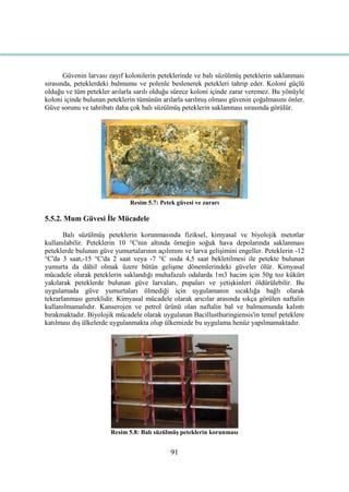 91
Güvenin larvası zayıf kolonilerin peteklerinde ve balı süzülmüĢ peteklerin saklanması
sırasında, peteklerdeki balmumu ve polenle beslenerek petekleri tahrip eder. Koloni güçlü
olduğu ve tüm petekler arılarla sarılı olduğu sürece koloni içinde zarar veremez. Bu yönüyle
koloni içinde bulunan peteklerin tümünün arılarla sarılmıĢ olması güvenin çoğalmasını önler.
Güve sorunu ve tahribatı daha çok balı süzülmüĢ peteklerin saklanması sırasında görülür.
Resim 5.7: Petek güvesi ve zararı
5.5.2. Mum Güvesi Ġle Mücadele
Balı süzülmüĢ peteklerin korunmasında fiziksel, kimyasal ve biyolojik metotlar
kullanılabilir. Peteklerin 10 °C'nin altında örneğin soğuk hava depolarında saklanması
peteklerde bulunan güve yumurtalarının açılımını ve larva geliĢimini engeller. Peteklerin -12
°C'da 3 saat,-15 °C'da 2 saat veya -7 °C ısıda 4,5 saat bekletilmesi ile petekte bulunan
yumurta da dâhil olmak üzere bütün geliĢme dönemlerindeki güveler ölür. Kimyasal
mücadele olarak peteklerin saklandığı muhafazalı odalarda 1m3 hacim için 50g toz kükürt
yakılarak peteklerde bulunan güve larvaları, pupaları ve yetiĢkinleri öldürülebilir. Bu
uygulamada güve yumurtaları ölmediği için uygulamanın sıcaklığa bağlı olarak
tekrarlanması gereklidir. Kimyasal mücadele olarak arıcılar arasında sıkça görülen naftalin
kullanılmamalıdır. Kanserojen ve petrol ürünü olan naftalin bal ve balmumunda kalıntı
bırakmaktadır. Biyolojik mücadele olarak uygulanan Bacillusthuringiensis'in temel peteklere
katılması dıĢ ülkelerde uygulanmakta olup ülkemizde bu uygulama henüz yapılmamaktadır.
Resim 5.8: Balı süzülmüĢ peteklerin korunması
 