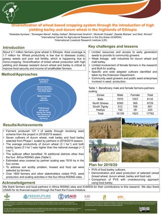 Diversification of wheat based cropping system through the introduction of high
yielding barley and durum wheat in the highlands of Ethiopia
Yetsedaw Aynewa1, Temesgen Alene2, Addisu Asfaw2, Mohammed Ibrahim2, Workneh Dubale2, Zewdie Bishaw1 and Seid Ahmed1
1International Center for Agricultural Research in the Dry Areas (ICARDA)
2International Livestock Research Institute (LRI)
Introduction
About 4.1 million farmers grow wheat in Ethiopia. Area coverage is
1.7 million ha. Wheat productivity is low due to diseases (rusts),
grassy weeds and poor soil fertility, which is happening due to
mono-cropping. Diversification of bread wheat production with high
yielding and disease resistant durum wheat and barley is critical to
improve food security and income of smallholder farmers.
Results/Achievements
Method/Approaches
• Farmers produced 137 t of seeds through revolving seed
scheme from the project in 2018/2019 season.
• Seven cultivars of durum wheat, malt barley and food barley
selected from Phase I scaled by partners in 2018/2019 season.
• The average productivity of durum wheat (3 t ha-1) and both
barley types (3 t ha-1) was higher than the national average (< 2
t ha-1).
• The spillover effect benefited 18 additional districts other than
the four Africa RISING sites (Table1).
• Estimated area covered by partner scaling was 7818 ha in the
four zones.
• To address soil acidity problem, linseed and food oat were
selected by farmers.
• Over 1800 farmers and other stakeholders visited PVS, seed
production and scaling activities in the four Africa RISING sites.
• PVS of food barley cultivars.
• Demonstration and seed production of selected cereal
(bread wheat, durum wheat, barley and food oat).
• Comparison of PVS with crowdsourcing approach
using food barley.
Plan for 2019/20
• Limited resources and access to early generation
seeds to provide to community growers.
• Weak linkage with industries for durum wheat and
malt barley.
• Limited involvement of female farmers in the research
and BoA for scaling.
• Specific and wide adapted cultivars identified and
taken by the Extension Department.
• Community seed growers and public seed enterprises
involved in seed production.
The Africa Research In Sustainable Intensification for the Next Generation (Africa RISING) program comprises three research-for-
development projects supported by the United States Agency for International Development as part of the U.S. government’s Feed the
Future initiative.
Through action research and development partnerships, Africa RISING will create opportunities for smallholder farm households to move out
of hunger and poverty through sustainably intensified farming systems that improve food, nutrition, and income security, particularly for
women and children, and conserve or enhance the natural resource base.
The three projects are led by the International Institute of Tropical Agriculture (in West Africa and East and Southern Africa) and the
International Livestock Research Institute (in the Ethiopian Highlands). The International Food Policy Research Institute leads an
associated project on monitoring, evaluation and impact assessment.
www.africa-rising.net
Key challenges and lessons
We thank farmers and local partners in Africa RISING sites and ICARDA for their contributions to this research. We also thank
USAID for its financial support through the Feed the Future Initiative.
Acknowledgement
Scaling by
partners
Demonstration,
seed production
and field days
Male & female
farmer
selection
PVS-Durum
wheat and
barley for food
and industry (4
locations,16
farmers)
Zones Male Female Total
Bale 7075 1057 8132
North Shewa 8360 369 8729
South Tigray 512 169 681
Hadiya 192 28 220
Total 16139 1623 17762
Table 1. Beneficiary male and female farmers-partners
scaling
 