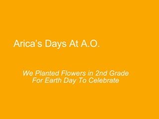 Arica’s Days At A.O. We Planted Flowers in 2nd Grade For Earth Day To Celebrate 