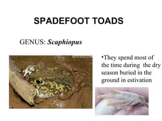 SPADEFOOT TOADS GENUS:  Scaphiopus They spend most of  the time during  the dry  season buried in the  ground in estivation 