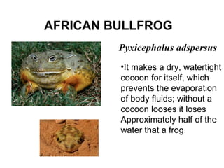AFRICAN BULLFROG   Pyxicephalus adspersus It makes a dry, watertight  cocoon for itself, which  prevents the evaporation  of body fluids; without a  cocoon looses it loses  Approximately half of the  water that a frog 