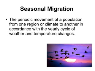 Seasonal Migration   The periodic movement of a population from one region or climate to another in accordance with the yearly cycle of weather and temperature changes. 