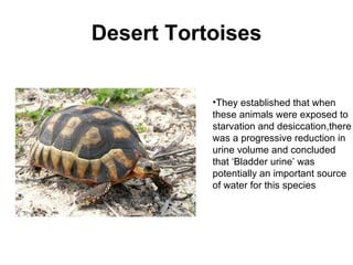 Desert Tortoises They established that when these animals were exposed to starvation and desiccation,there was a progressive reduction in urine volume and concluded that ‘Bladder urine’ was potentially an important source of water for this species  