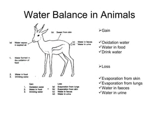 Water Balance in Animals Gain Oxidation water Water in food Drink water Loss Evaporation from skin Evaporation from lungs Water in faeces Water in urine 