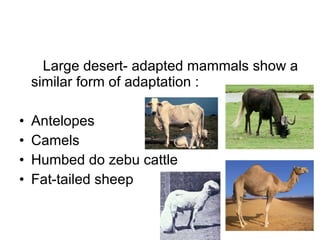 Large desert- adapted mammals show a similar form of adaptation : Antelopes Camels  Humbed do zebu cattle  Fat-tailed sheep 