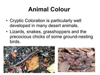 Animal Colour   Cryptic Coloration is particularly well developed in many desert animals. Lizards, snakes, grasshoppers and the precocious chicks of some ground-nesting birds.  