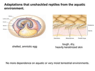tough, dry,  heavily keratinized skin shelled, amniotic egg Adaptations that unshackled reptiles from the aquatic environment. No more  dependence on   aquatic or very moist terrestrial environments. 