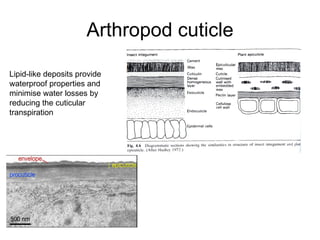 Arthropod cuticle Lipid-like deposits provide waterproof properties and minimise water losses by reducing the cuticular transpiration  