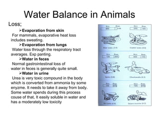 Water Balance in Animals Evaporation from skin For mammals, evaporative heat loss includes sweating. Evaporation from lungs Water loss through the respiratory tract averages. Exp panting.  Water in feces Normal gastrointestinal loss of water in feces is generally quite small. Water in urine Urea is very toxic compound in the body which is converted from ammonia by some enyzme. It needs to take it away from body. Some water spends during this process couse of that, It easily soluble in water and has a moderately low toxicity  Loss; 
