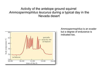 A ctivity of the antelope ground squirrel  Ammospermophilus leucurus  during a typical day   in the  Nevada desert Ammospermophilus  is an evader  but a degree of endurance is  indicated too. 