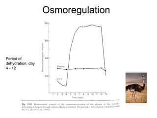 Osmoregulation Period of dehydration: day 4 - 12 