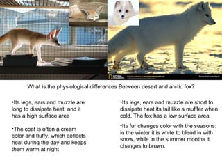 What is the physiological differences Between desert and arctic fox? Its legs, ears and muzzle are long to dissipate heat, and it has a high surface area The coat is often a cream color and fluffy, which deflects heat during the day and keeps them warm at night Its legs, ears and muzzle are short to dissipate heat its tail like a muffler when cold. The fox has a low surface area  Its fur changes color with the seasons: in the winter it is white to blend in with snow, while in the summer months it changes to brown.  