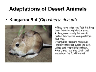 Adaptations of Desert Animals Kangaroo Rat  ( Dipodomys deserti ) They have large hind feet that keep them from sinking into the sand. Kangaroo rats dig burrows to protect themselves from predators and heat. Kangaroo Rats are nocturnal (avoiding the heat during the day.) Large ears help dissipate heat. Kangaroo rats may obtain their water from the food they eat. 