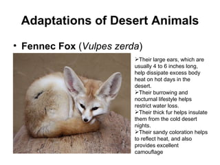Adaptations of Desert Animals Fennec Fox  ( Vulpes zerda ) Their large ears, which are usually 4 to 6 inches long, help dissipate excess body heat on hot days in the desert. Their burrowing and nocturnal lifestyle helps restrict water loss. Their thick fur helps insulate them from the cold desert nights. Their sandy coloration helps to reflect heat, and also provides excellent camouflage 