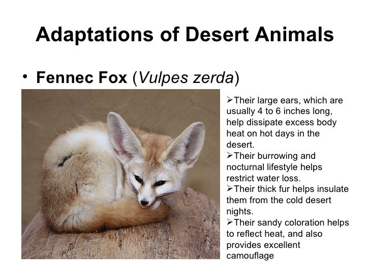 Arid Environments