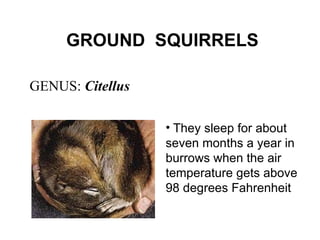 GROUND  SQUIRRELS GENUS:  Citellus They sleep for about seven months a year in burrows when the air temperature gets above 98 degrees Fahrenheit 