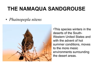 THE NAMAQUA SANDGROUSE   Phainopepla nitens  This species winters in the deserts of the South-Western United States and with the advent of hot summer conditions, moves  to the more mesic environments surrounding the desert areas. 