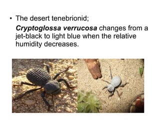 The desert tenebrionid; Cryptoglossa verrucosa  changes from a jet-black to light blue when the relative humidity decreases. 