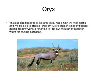 Oryx This species,because of its large size, has a high thermal inertia and will be able to store a large amount of heat in its body tissues during the day without resorting to  the evaporation of precious water for cooling purposes. 