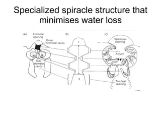 Specialized spiracle structure that minimises water loss 