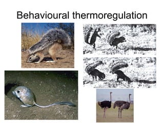 Behavioural thermoregulation 