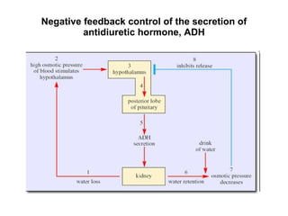 Negative f eedback control of the secretion of antidiuretic hormone, ADH 
